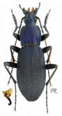 Carabus (Euleptocarabus) porrecticollis porrecticollis Bates, 1883