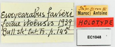 Carabus (Eurycarabus) famini itoensis Antoine, 1939