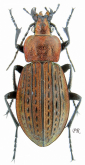 Carabus (Homoeocarabus) maeander paludis Gehin, 1885