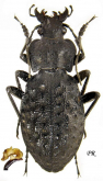 Carabus (Hygrocarabus) variolosus Fabricius, 1787