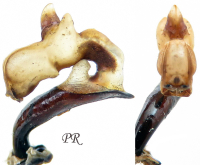 Carabus (Imaibius) caschmirensis fortetuberculatus Heinz, 1983 Carabus (Imaibius) caschmirensis fortetuberculatus Heinz, 1983