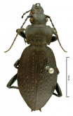Carabus (Imaibius) dardiellus var.granulisparsus Bates, 1889