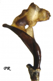 Carabus (Imaibius) dardiellus perobscurus Deuve, 1980