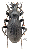 Carabus (Imaibius) gandharae pseudogandharae Deuve, 1995 Carabus (Imaibius) gandharae pseudogandharae Deuve, 1995