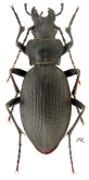 Carabus (Imaibius) nouristani nouristani (Ledoux, 1977)