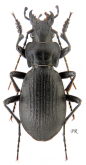 Carabus (Imaibius) nouristani nouristani (Ledoux, 1977)