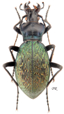 Carabus (Imaibius) wittmerorum wittmerorum Heinertz, 1978