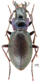 Carabus (Iniopachus) pyrenaeus pyrenaeus ( as cephalotes Nicolas, 1919)