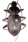 Carabus (Isiocarabus) kiukiangensis alzonai Deuve, 1990