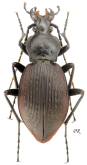 Carabus (Isiocarabus) kiukiangensis orphniopterus Hauser, 1920