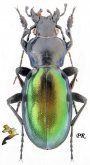 Carabus (Lamprostus) erenleriensis erenleriensis Schweiger, 1966, loc.typ.