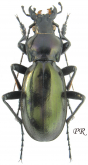 Carabus (Lamprostus) robustus triumphans Cavazzuti, 1987 