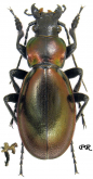 Carabus (Lamprostus) robustus ducalis Schaufuss, 1882