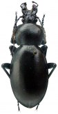 Carabus (Lamprostus) syrus moukarzelae Deuve, 2002
