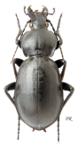 Carabus (Lamprostus) syrus moukarzelae Deuve, 2002