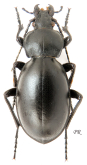 Carabus (Lamprostus) syrus cheikensis Deuve, 1992