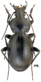 Carabus (Lamprostus) syrus pseudopinguis Heinz & Staven, 2000
