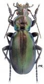 Carabus (Lamprostus) torosus giresuni Breuning, 1964 (as paululus Heinz & Korge, 1964)