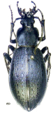 Carabus (Leptocarabus) arboreus karibanus (Ishikawa, 1992)