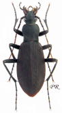 Carabus (Leptocarabus) arboreus fujisanus Bates, 1883