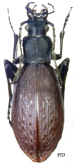Carabus (Leptocarabus) arboreus gracillimus Bates, 1883