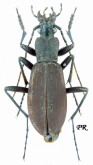 Carabus (Leptocarabus) arboreus fujisanus Bates, 1883