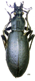 Carabus (Leptocarabus) arboreus kitakamisanus (Ishikawa, 1992)