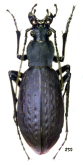 Carabus (Leptocarabus) arboreus shimoheiensis (Ishikawa, 1992)