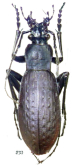Carabus (Leptocarabus) arboreus babai Ishikawa, 1968