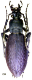 Carabus (Leptocarabus) arboreus ogurai Ishikawa, 1969