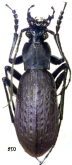 Carabus (Leptocarabus) arboreus shinanensis Born, 1922