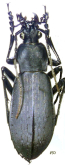 Carabus (Leptocarabus) arboreus exilis Bates, 1883