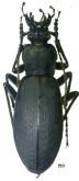 Carabus (Leptocarabus) arboreus parexilis Nakane, 1961