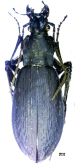 Carabus (Leptocarabus) arboreus tenuiformis Bates, 1883