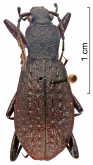 Carabus (Leptocarabus) harmandi Lapouge, 1909