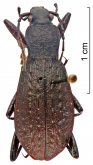 Carabus (Leptocarabus) harmandi harmandi Lapouge, 1909