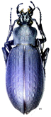 Carabus (Leptocarabus) koreanus coreanicus Breuning, 1950