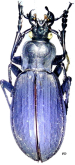 Carabus (Leptocarabus) koreanus koreanus Reitter, 1895