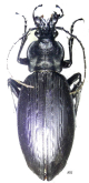 Carabus (Leptocarabus) kyushuensis cerberus Ishikawa, 1962