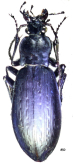 Carabus (Leptocarabus) kyushuensis kyushuensis Nakane, 1960
