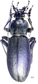 Carabus (Leptocarabus) kyushuensis nakatomii Ishikawa, 1966