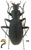 Carabus (Leptocarabus) procerulus Chaudoir, 1862