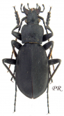 Carabus (Leptocarabus) seishinensis seishinensis Lapouge, 1931
