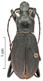 Carabus (Leptocarabus) seishinensis seishinensis Lapouge, 1931 Neotype 