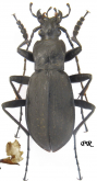Carabus (Leptocarabus) seishinensis seishinensis Lapouge, 1931
