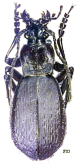 Carabus (Leptocarabus) seishinensis seunglaki (Kwon & Lee, 1984)