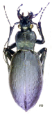 Carabus (Leptocarabus) yokoae nanjiangensis Imura & Su, 2000