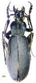 Carabus (Leptocarabus) yokoae xunyangbanus Imura, 1998