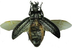 Carabus (Limnocarabus) clathratus arelatensis Lapouge, 1903