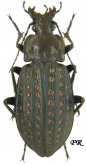 Carabus (Limnocarabus) clathratus auraniensis Muller, 1902